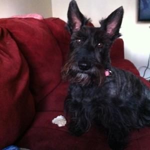 Meet your Posher, Peggy